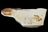 Miocene Pea Crab (Pinnixa) Fossil - California #141620-1